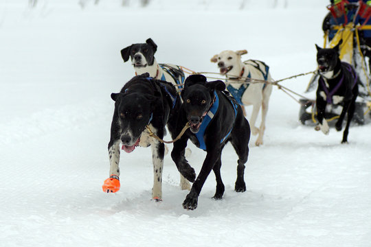 Dogs pull a sledge.