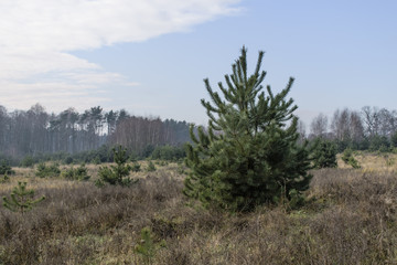 Obraz premium Samotna.