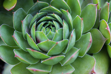 Full Succulent