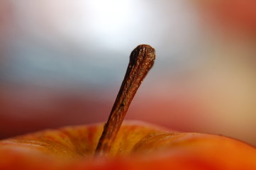 macro, makro, fokus, zoom, 