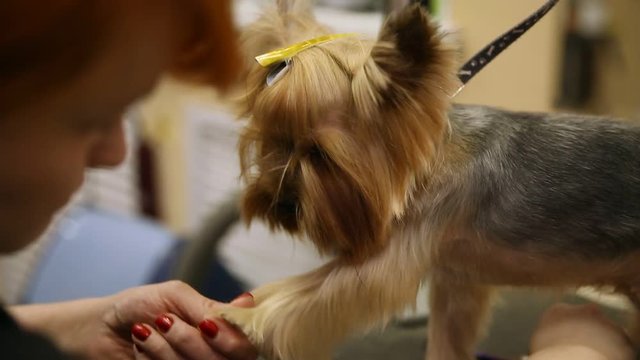 Grummer with shears cuts the hair of a small dog for an exhibition.