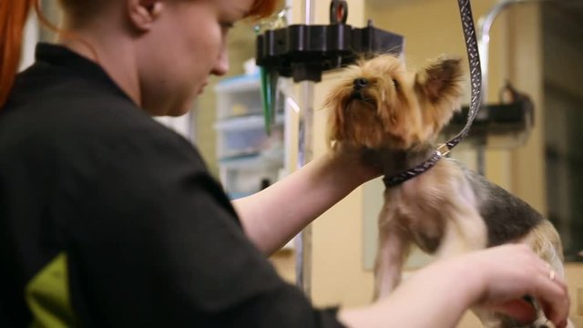 Grummer with shears cuts the hair of a small dog for an exhibition.