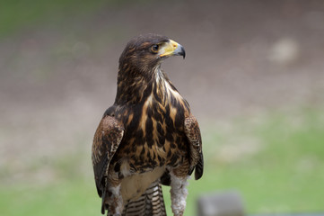 Seeadler im Wildpark
