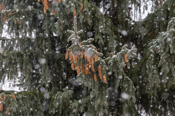 Snowflakes fall on branches of a coniferous tree. Branches of spruce with pine. It is snowing