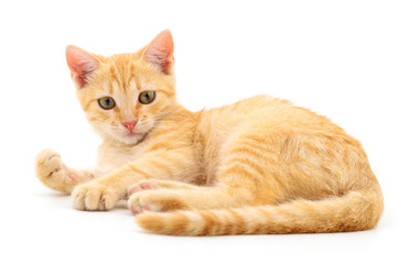 Kitten on white background.