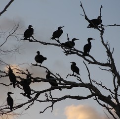 Cormorants-Hitchcock style