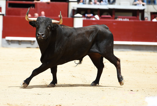bull in spain