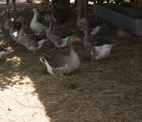 oche in una fattoria