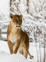 Naklejka premium Lion, Panthera leo, lioness standing in snow. Vertical image, snowy trees in the background