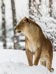 Lion, Panthera leo, lioness standing in snow, looking to the left. Horizontal image, snowy trees in the background