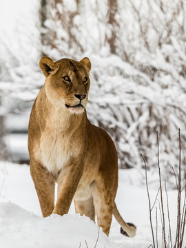 Lion, Panthera leo, lioness standing in snow. Vertical image, snowy trees in the background