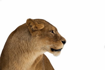 Lion, Panthera leo, lioness portrait on white background