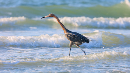 Tricolored heron, Egretta tricolor, wading in water, Sanibel Island, Florida, USA
