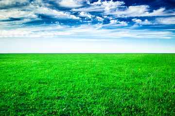Fototapeta premium Field of green grass and blue sky in summer day