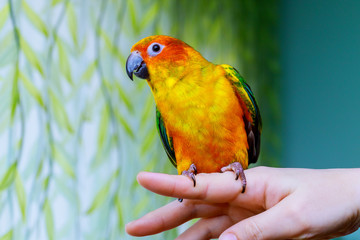 Parrot scratching his beak with his Claws
