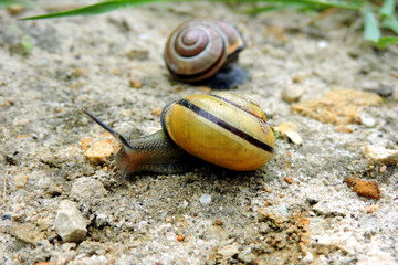 Ślimak - wstężyk © E-lona