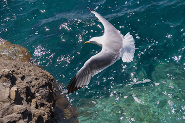 Seagull flight over the sea