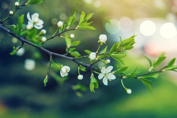 Flowering branch on a spring tree.