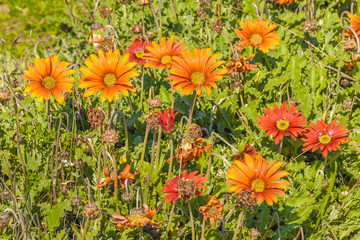 Orange Daisy Flowers Background