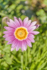 Obraz premium Violet Daisy Flowers Background