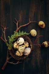 Fresh Quail eggs in a nest / Easter background, selective focus