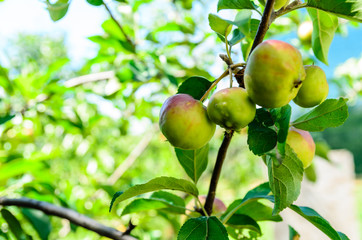Apples on a branch of apple tree
