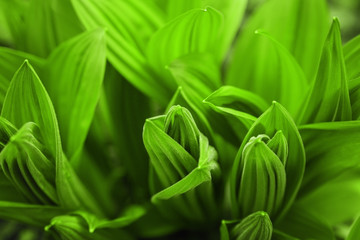 Fototapeta premium Fresh green leaves in spring forest.