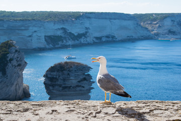 Bonifacio mouette