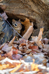 Hidden striped chipmunk