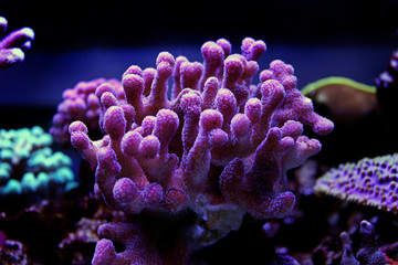 Obraz premium Duży koralowiec kamienny - Stylophora sp.