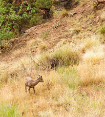 Rocky Mountain sheep in Cedar breaks National Park, utah