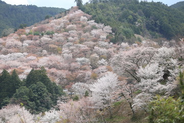 sakura blooming in Yoshinoyama mountain