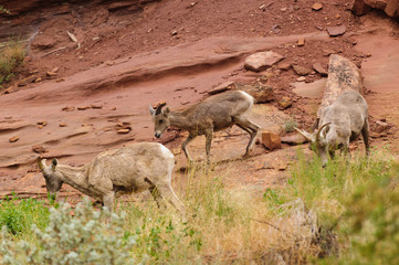 Fototapeta premium Rocky Mountain sheep in Cedar breaks National Park, utah