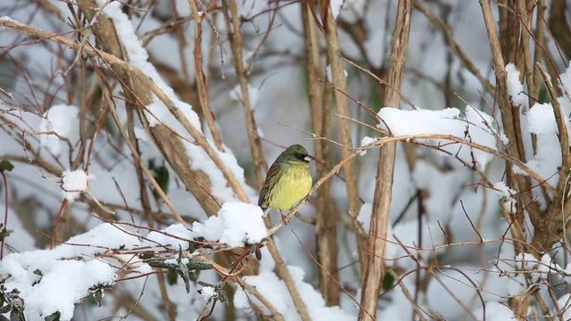 Black-faced bunting (Emberiza spodocephala) in Japan