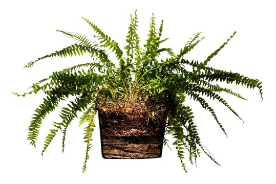 Close Up Cross Section Of Potted Fern In Dirt