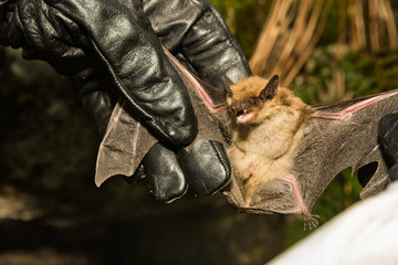 A wildlife biologist checking the wings of a Big Brown Bat for signs of White-nose Syndrome. © ondreicka