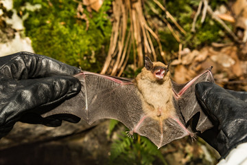 A wildlife biologist checking the wings of a Big Brown Bat for signs of White-nose Syndrome. © ondreicka