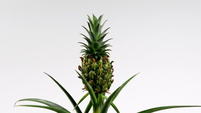 Ornamental Pineapple Plant on a white background. Latin name Ananas comosus Champaca