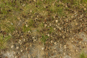 Pine cones