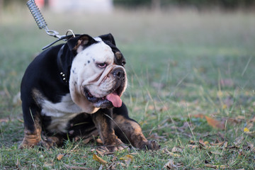 Cute dog sitting on grass field