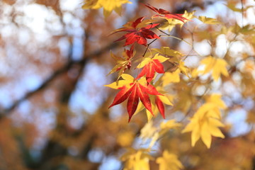 Naklejka na ściany i meble autumn leaves in Shisento