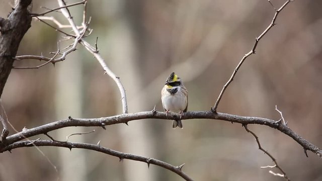 Yellow-throated bunting (Emberiza elegans) in Japan