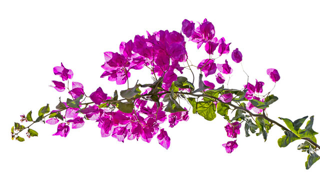 Bougainvillea freigestellt