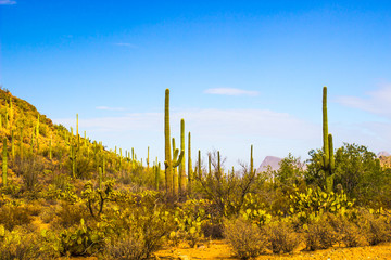 Cactus In Arizona Desert
