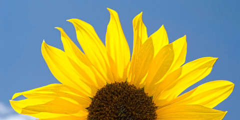 Naklejka premium Sunflower Against the Sky