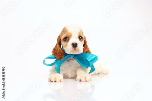 White And Red American Cocker Spaniel Puppy Lying Indoors On A