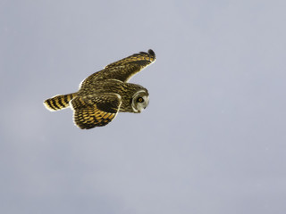 Short-eared Owl in Flight in Winter 