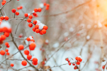 Background with bright red berries of mountain ash under the snow.
