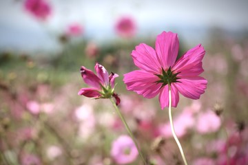Pink cosmos in tropical