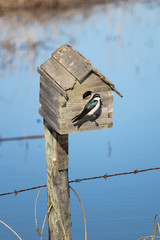 A blue tree swallow sits at the entrance to a bird house